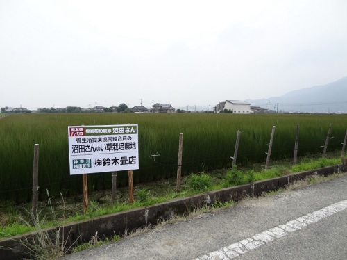 イ草の産地熊本県の様子